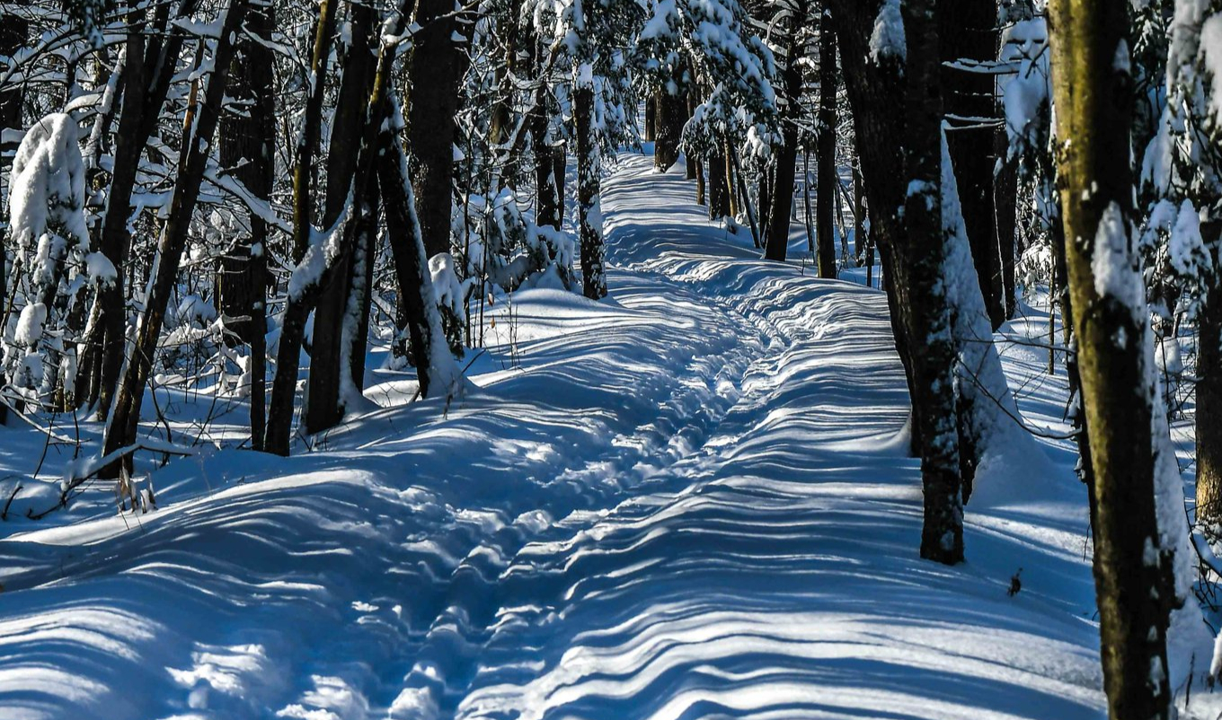 Sentier enneigé dans la forêt