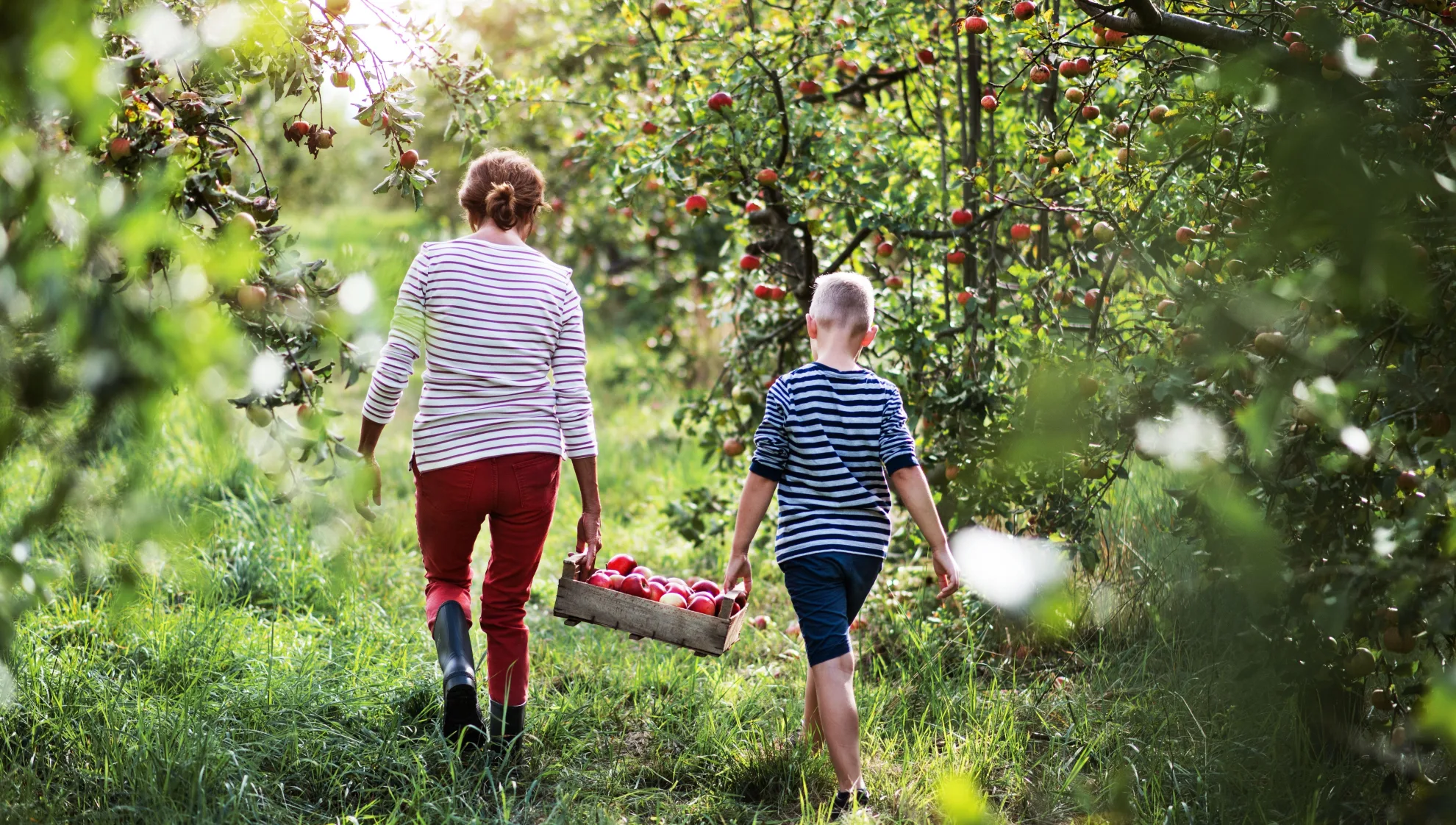 Une grand-mère avec son petit-fils transportant une boîte en bois remplie de pommes dans le verger