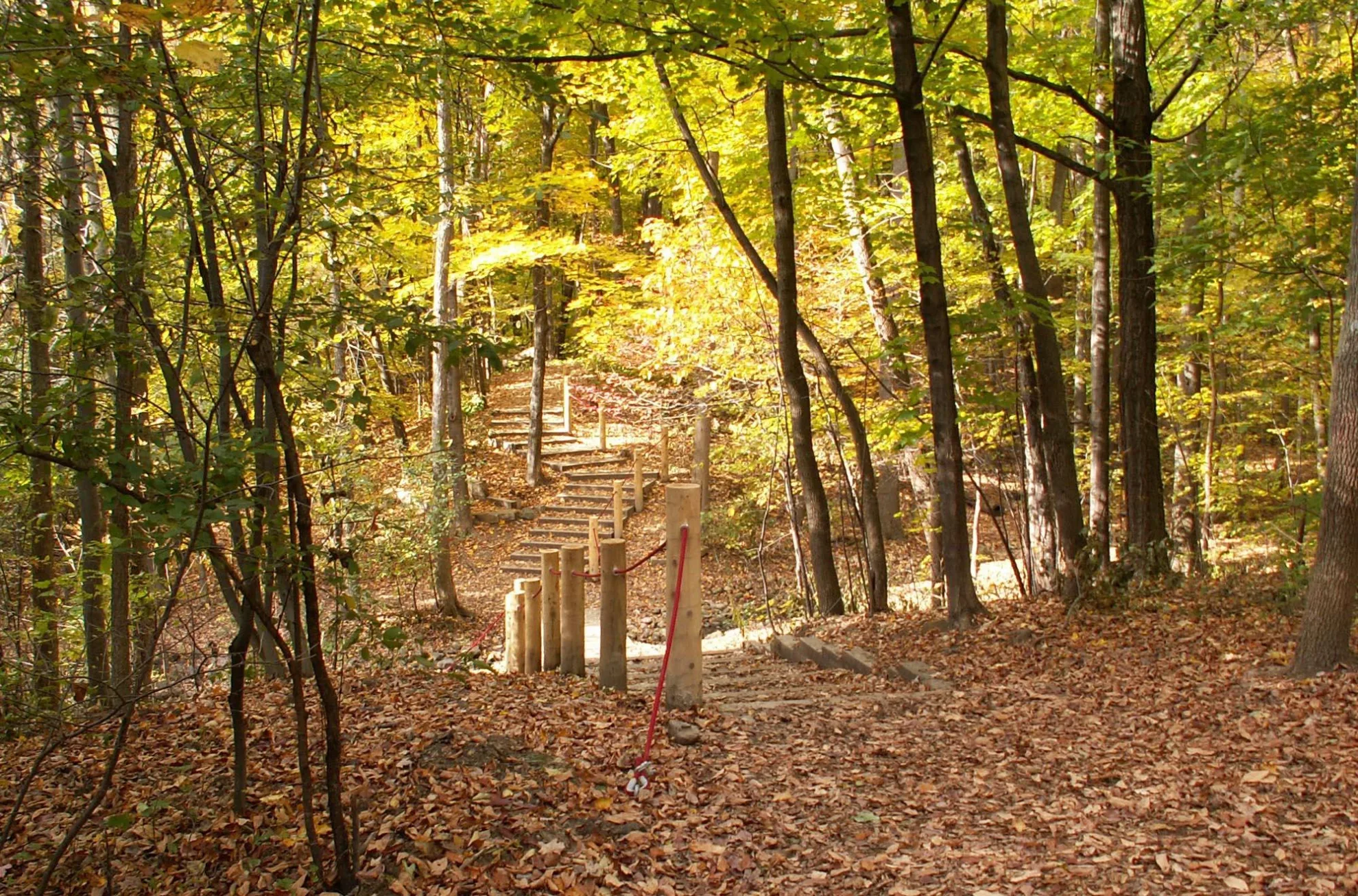 Sentier en forêt au parc Terra-Cotta