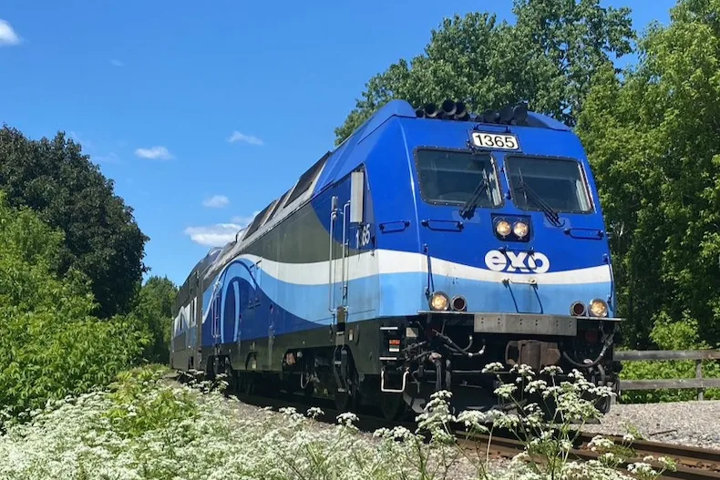 Un train dans un champ de fleurs